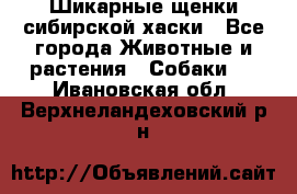 Шикарные щенки сибирской хаски - Все города Животные и растения » Собаки   . Ивановская обл.,Верхнеландеховский р-н